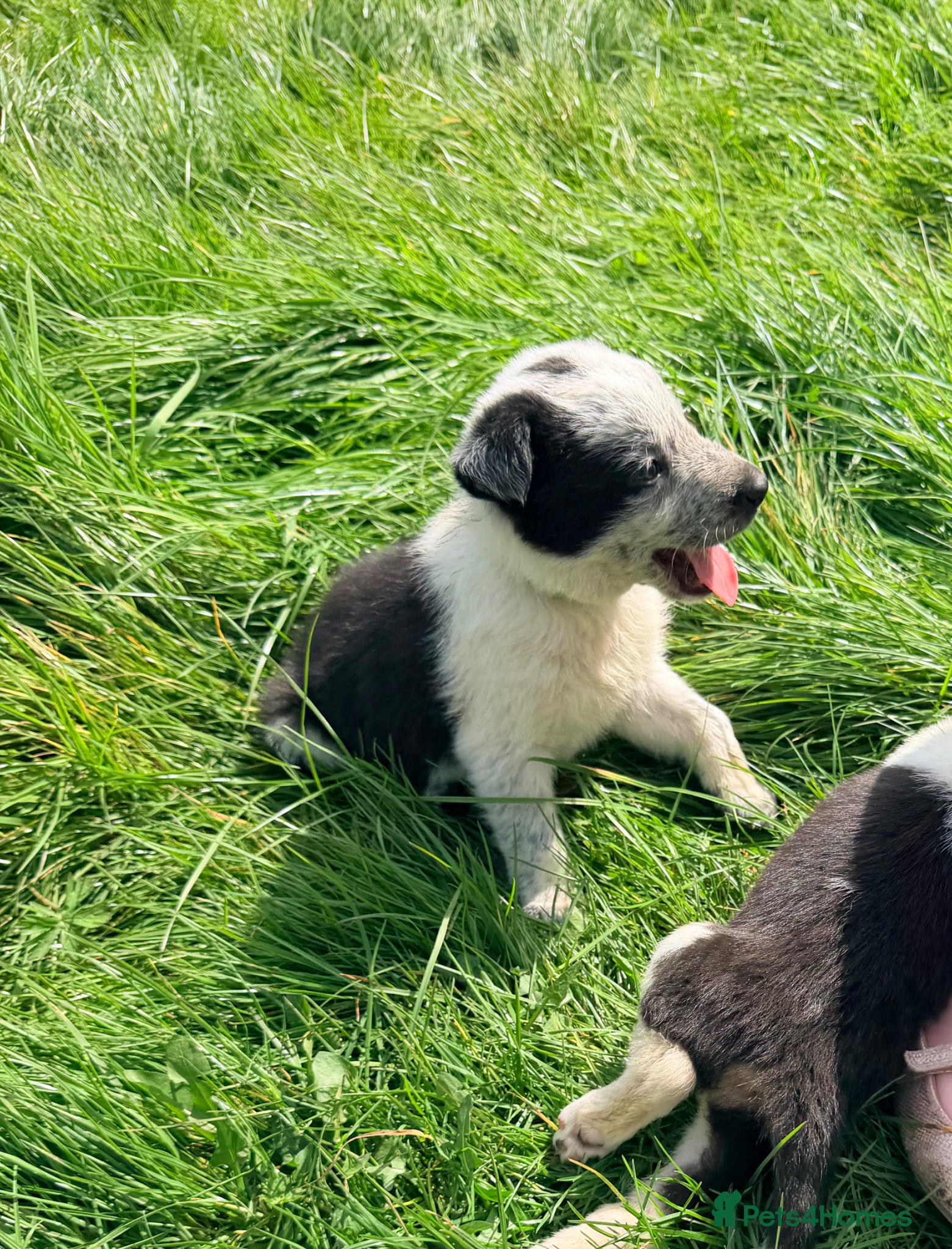 Border Collie dogs Gorgeous litter of Border Collie Puppies  - Advert 2