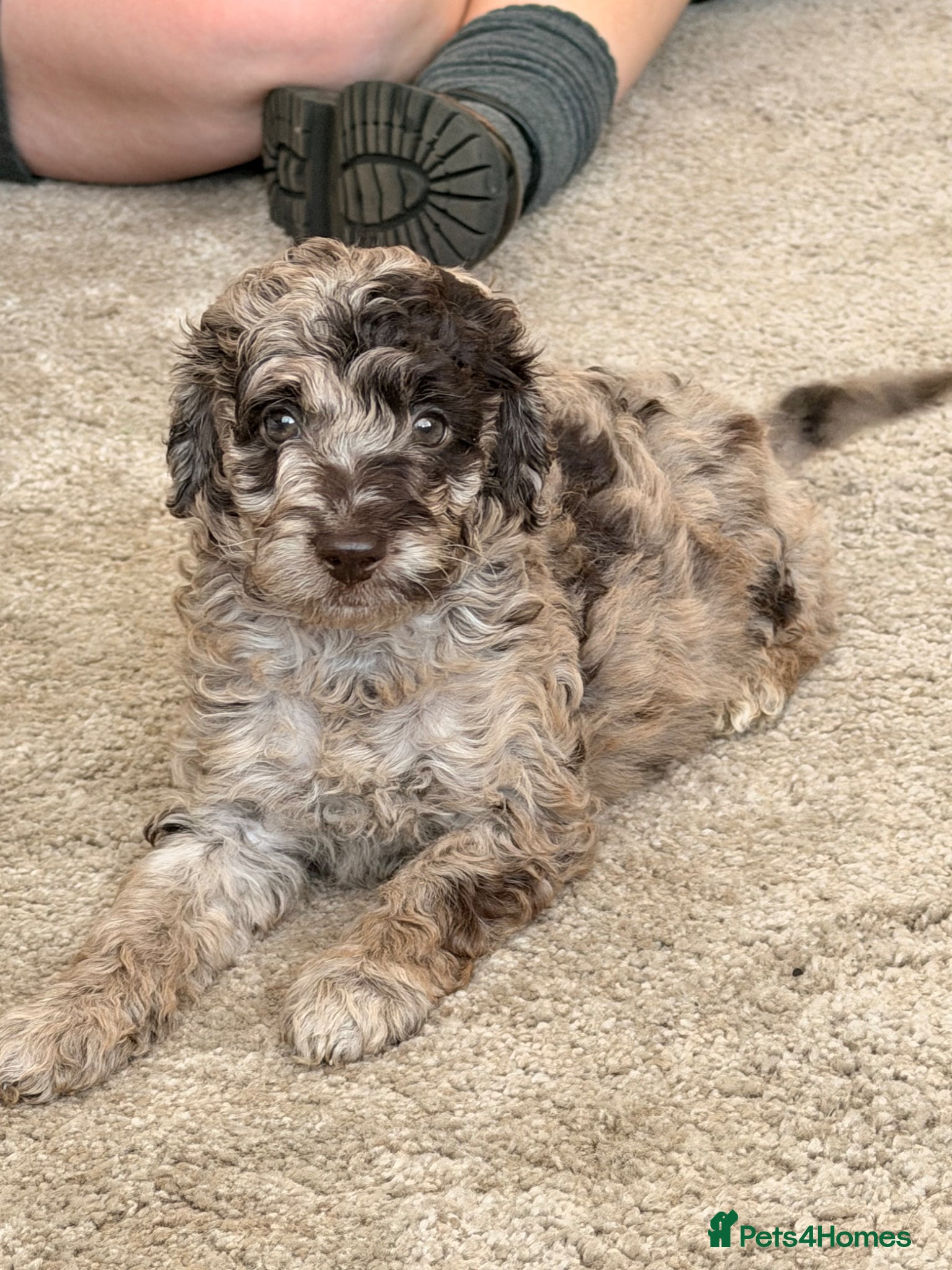 Cockapoo dogs F2b cockapoo puppies  - Advert 2