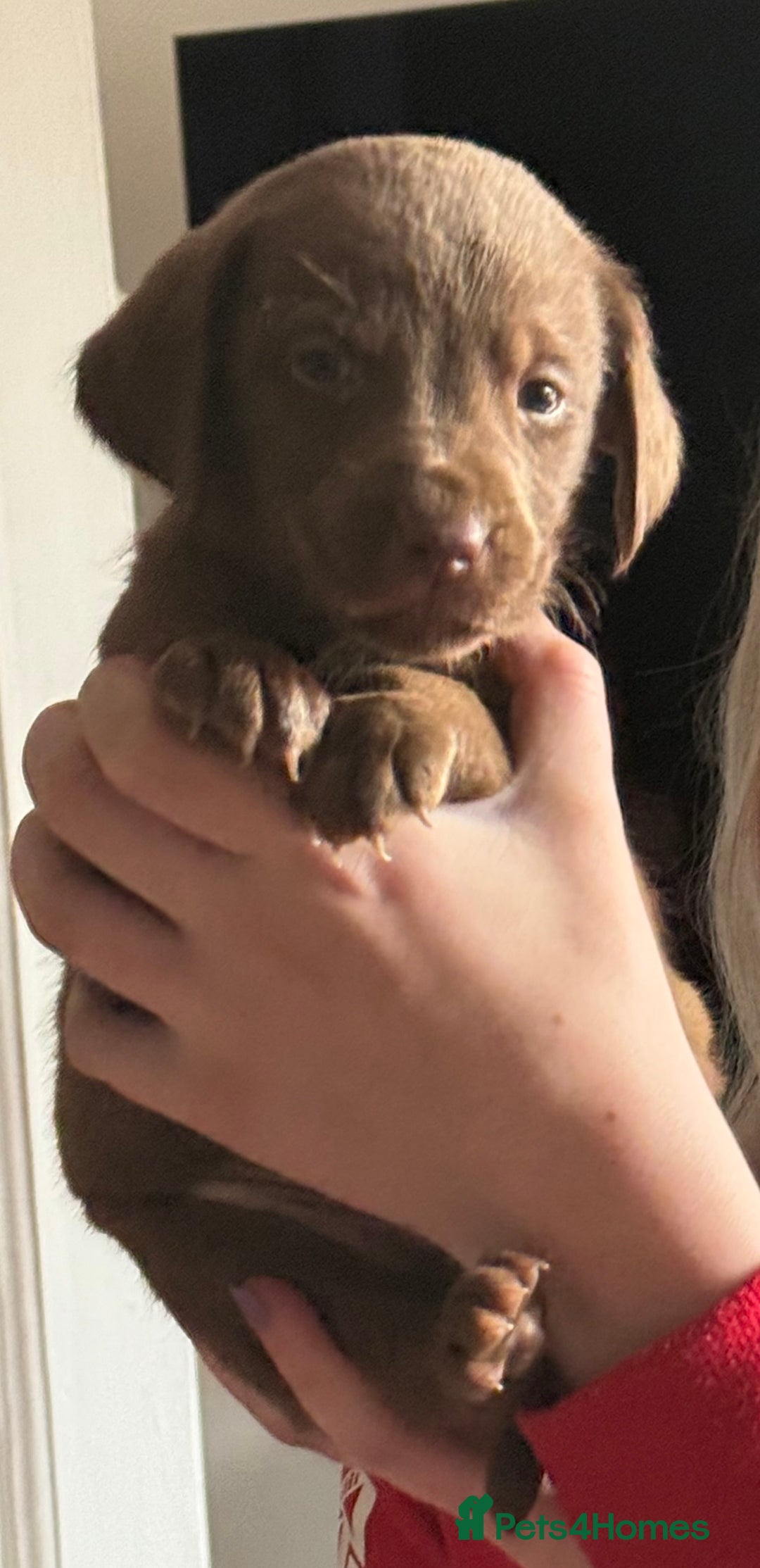Labrador Retriever dogs for sale: Outstanding DRAKESHEAD working Labrador Puppies  - Image 3