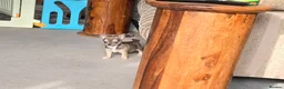 Chihuahua dogs for sale: Beautiful Blue Wolf, Smooth Coat Tiny Girl.   - Advert 4