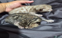 Bengal cats for sale: 2 stunning bengal kittens - Image 10