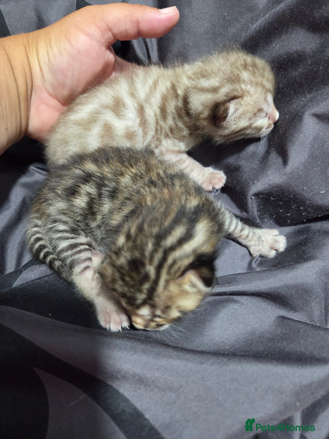 Bengal cats for sale: 2 stunning bengal kittens - Image 10