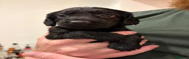 Cockapoo 4