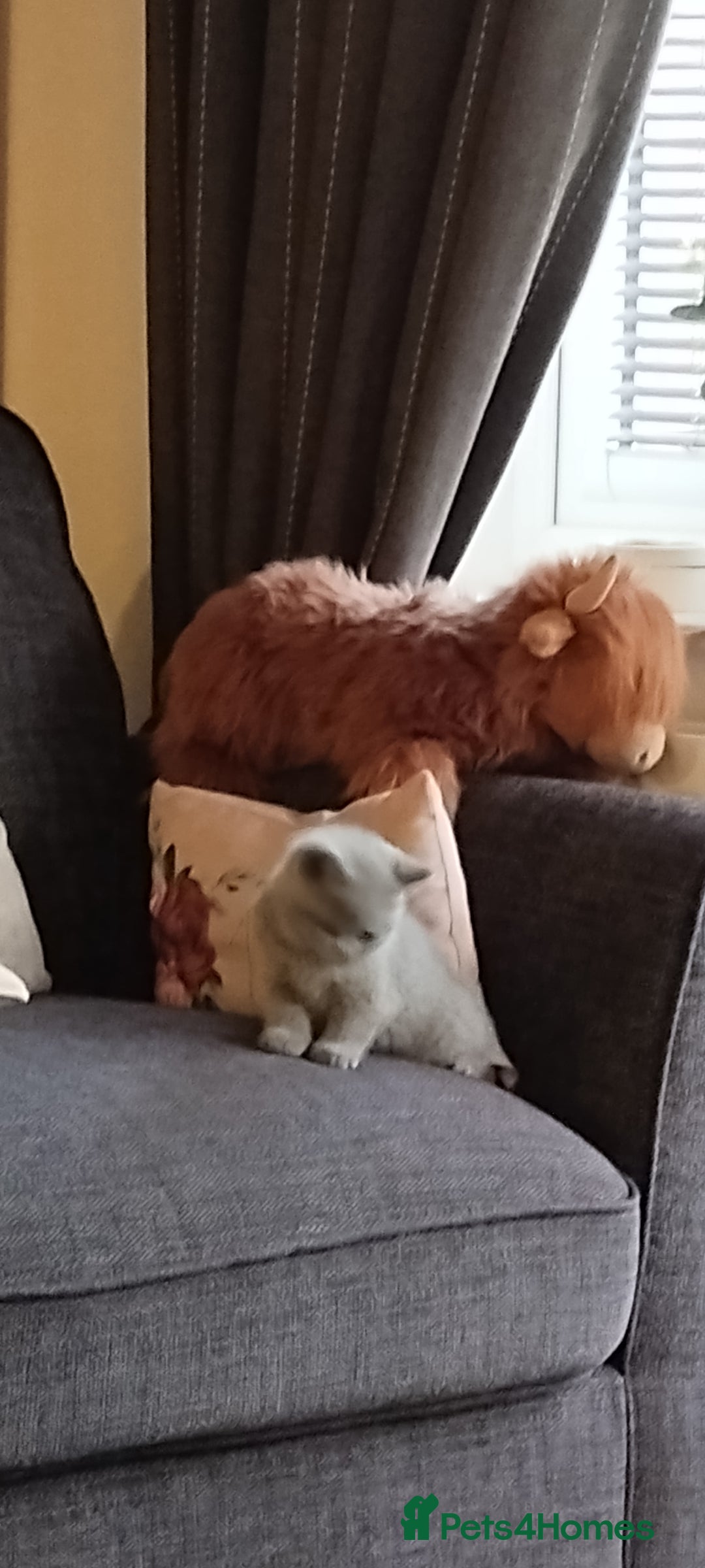 British Shorthair cats for sale: British shorthair kittens  - Image 4