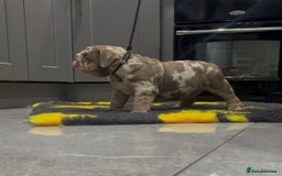 English Bulldog dogs for sale: English bulldog puppy Merle female  - Image 3