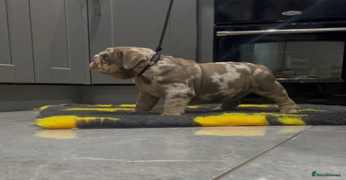 English Bulldog dogs - Advert 2