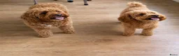 Cockapoo dogs for sale: 🐶✨ 8 Beautiful F1 Cockapoo Puppies ✨🐶  - Advert 1
