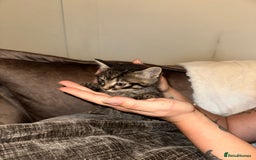 Domestic Shorthair cats for sale: Kittens  - Image 6