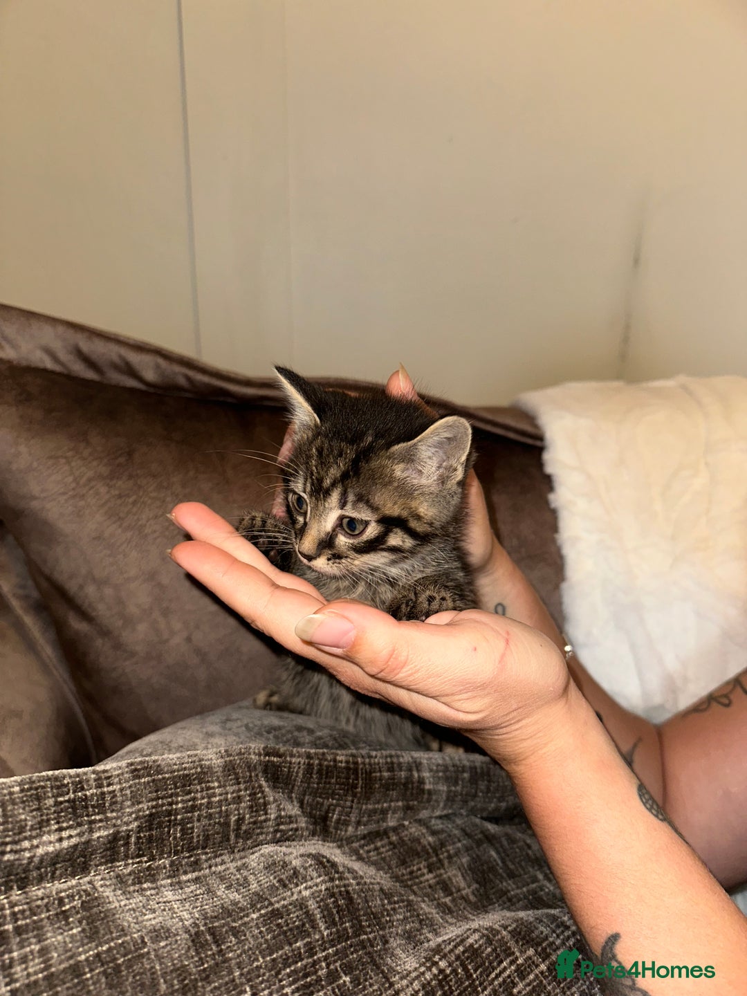 Domestic Shorthair cats for sale: Kittens  - Image 6