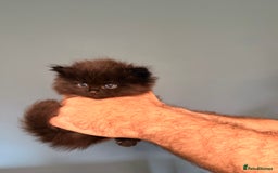 Ragdoll cats for sale: Adorable Ragdoll Kittens  - Image 6