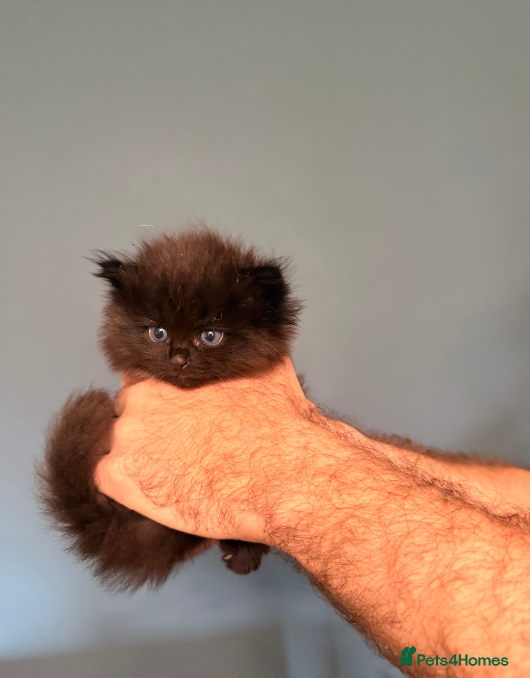 Ragdoll cats for sale: Adorable Ragdoll Kittens  - Image 6
