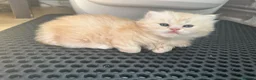 British Shorthair cats for sale: Beautiful British Longhair Boys! in Slough - Advert 12