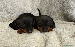 Miniature Dachshund dogs for sale: Miniature dachshund  - Image 8