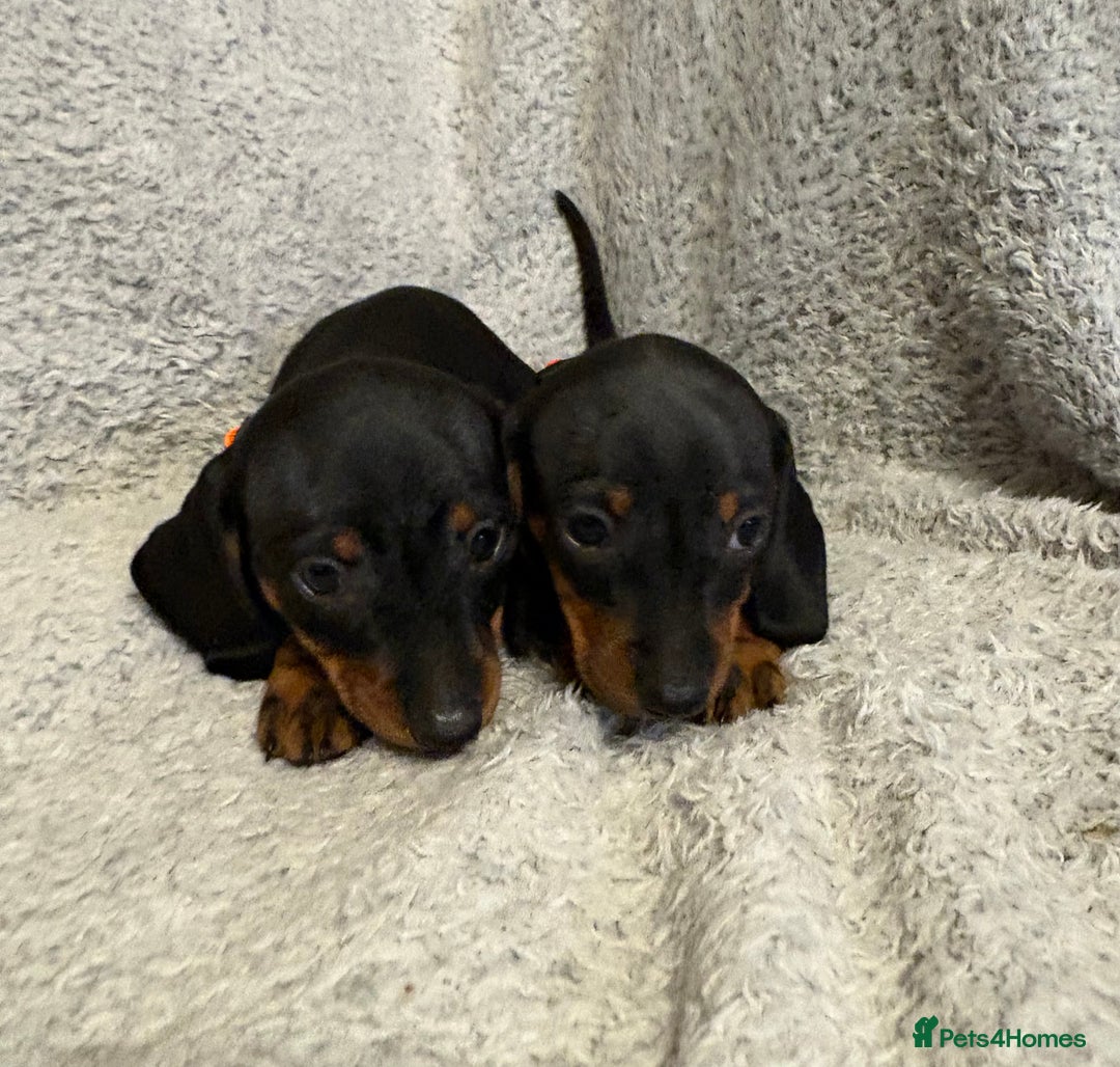 Miniature Dachshund dogs for sale: Miniature dachshund  - Image 8