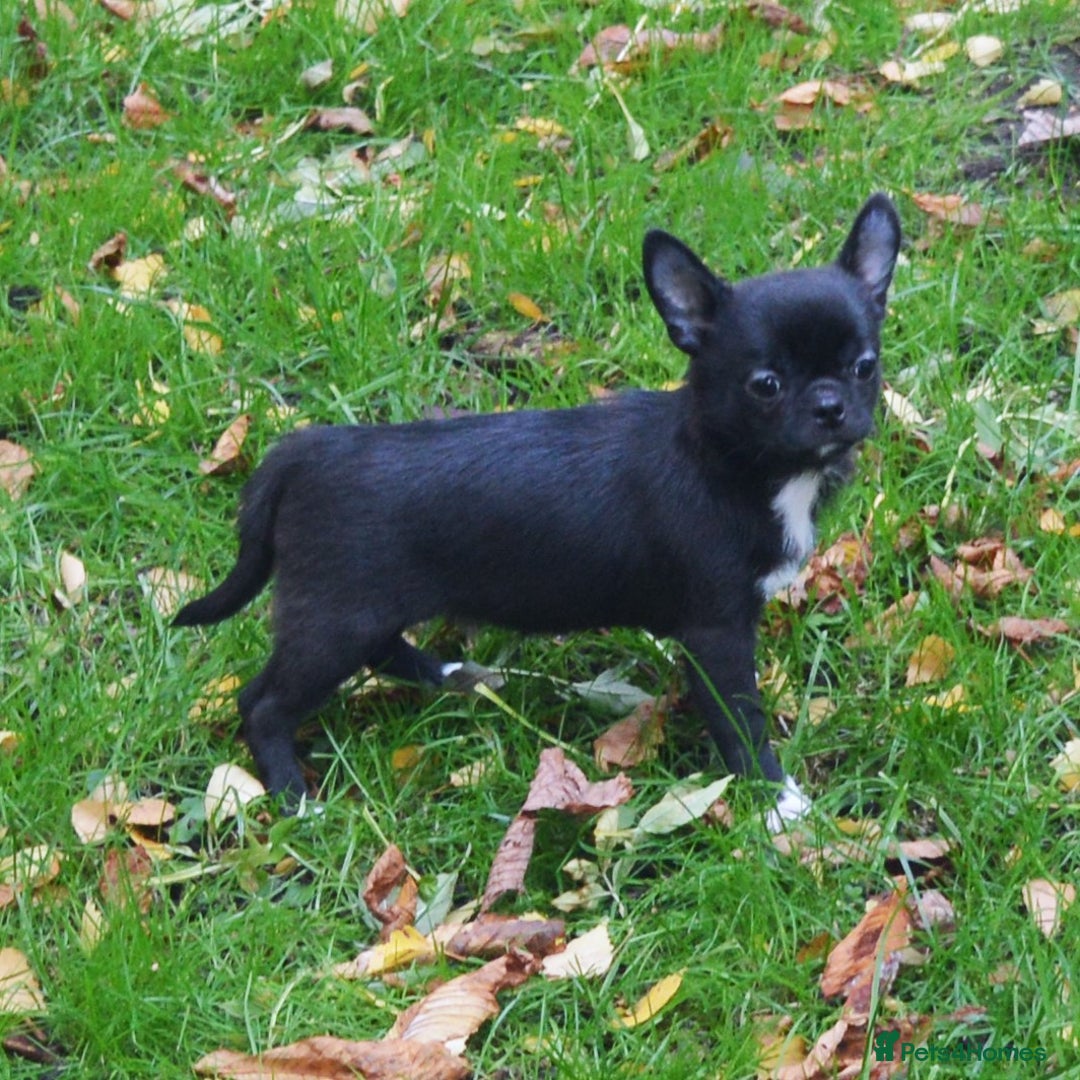 Chihuahua dogs for sale: KC REG HEALTH TESTED CHIHUAHUA BABIES - Image 14