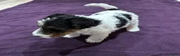 Fox Terrier dogs for sale: Sold wire hair fox terrier puppies - Advert 13