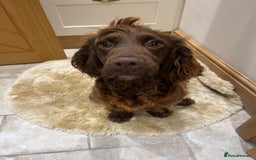 Cocker Spaniel dogs for sale: Pure bred, Cocker spaniels - Image 15