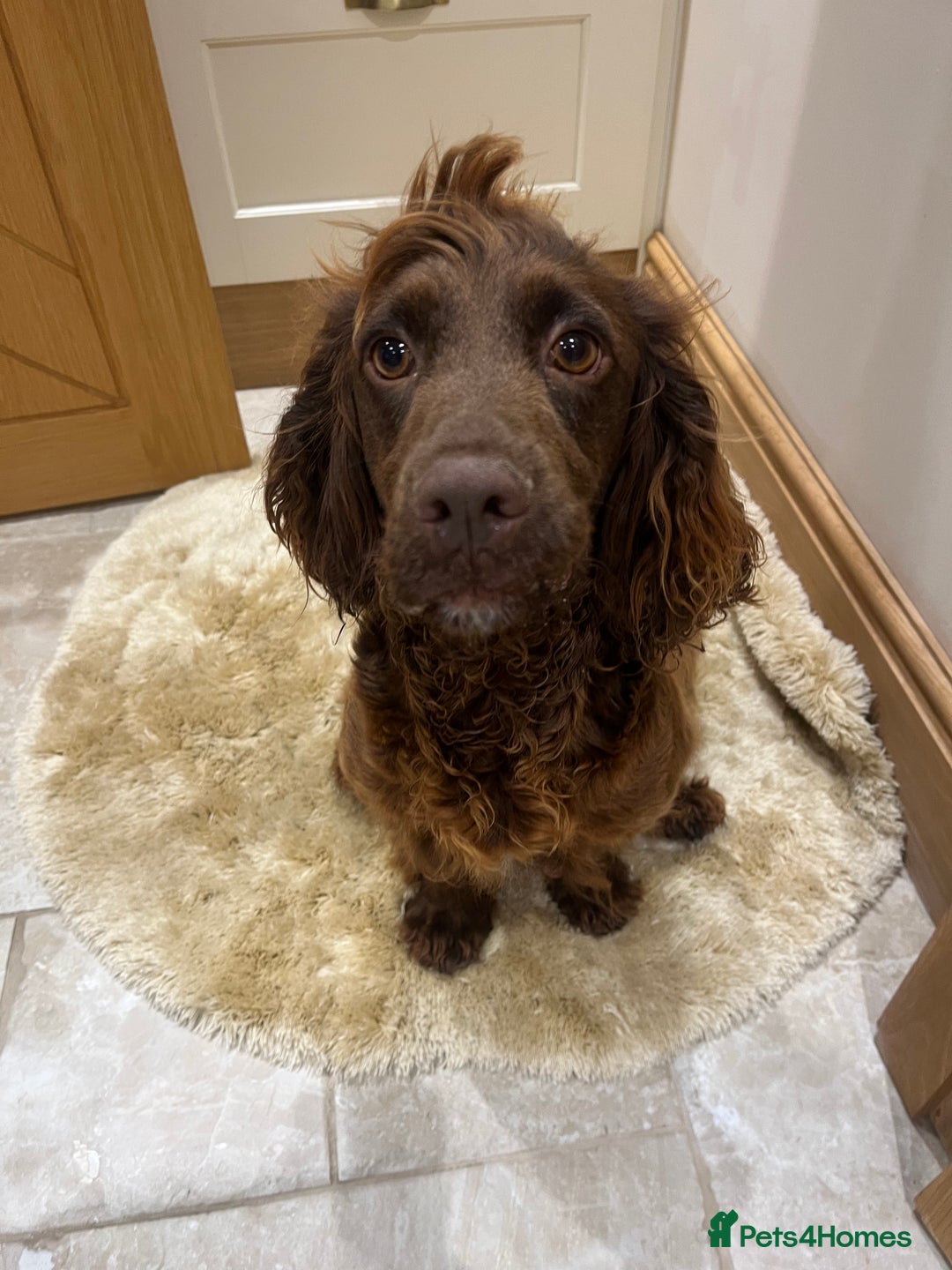 Cocker Spaniel dogs for sale: Pure bred, Cocker spaniels - Image 15