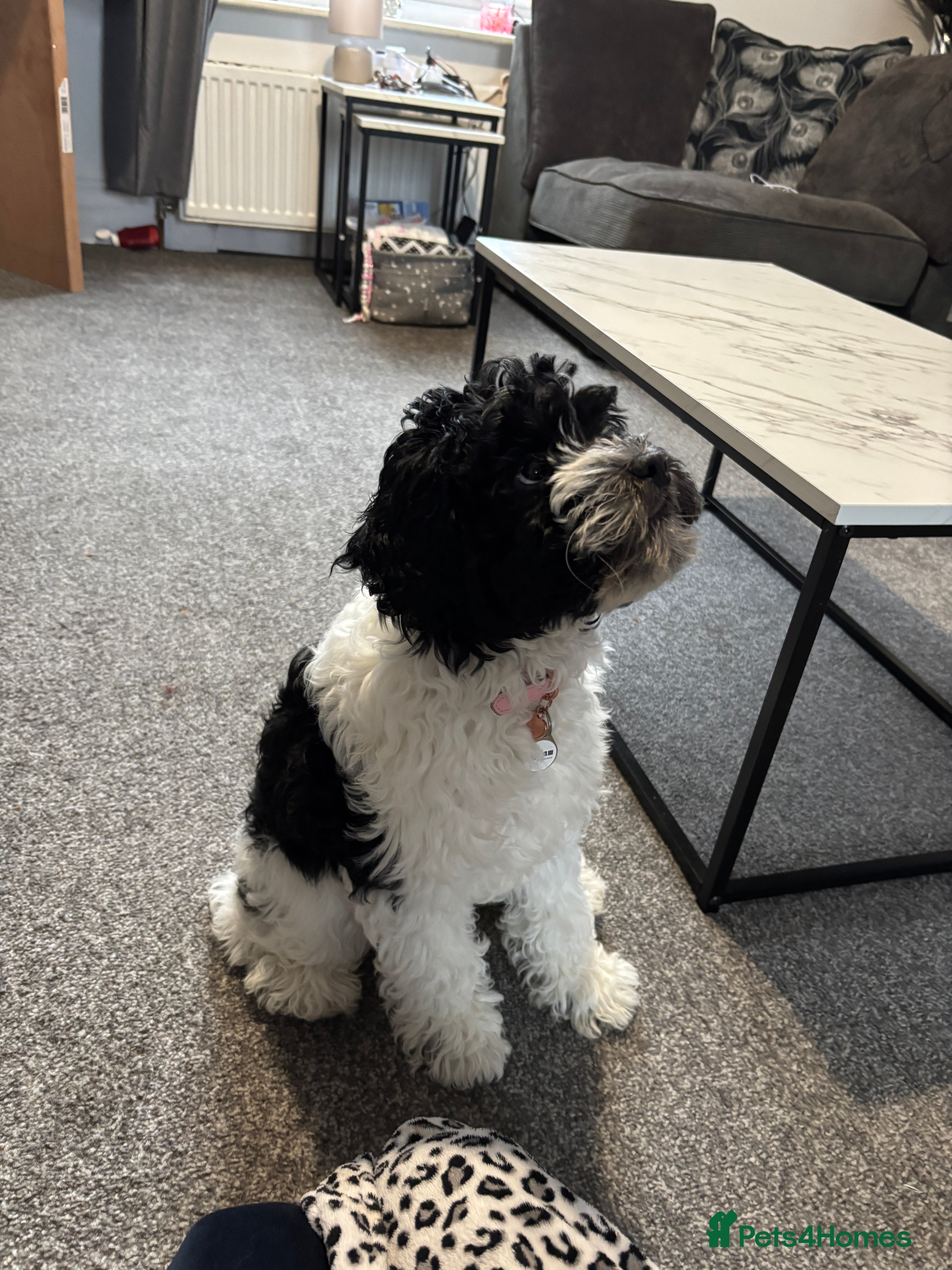 Mixed Breed dogs Puppy for sale - mixed breed - Advert 1