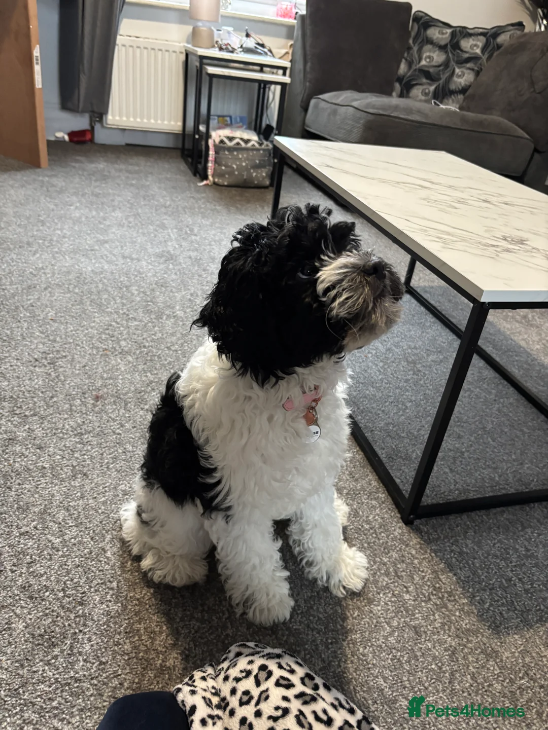 Mixed Breed dogs for sale: Puppy for sale - mixed breed - Advert 1