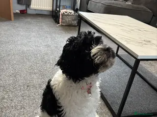 Mixed Breed dogs Puppy for sale - mixed breed - Advert 3