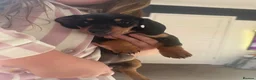 Miniature Dachshund dogs for sale: LAST LITTLE KC BLACK & TAN BOY AVAILABLE  - Advert 3