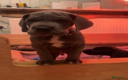 Great Dane dogs for sale: Great Dane puppy’s  - Image 31