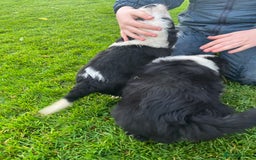 Bearded Collie dogs for sale: Six beautiful Beardie puppies for sale - Image 24