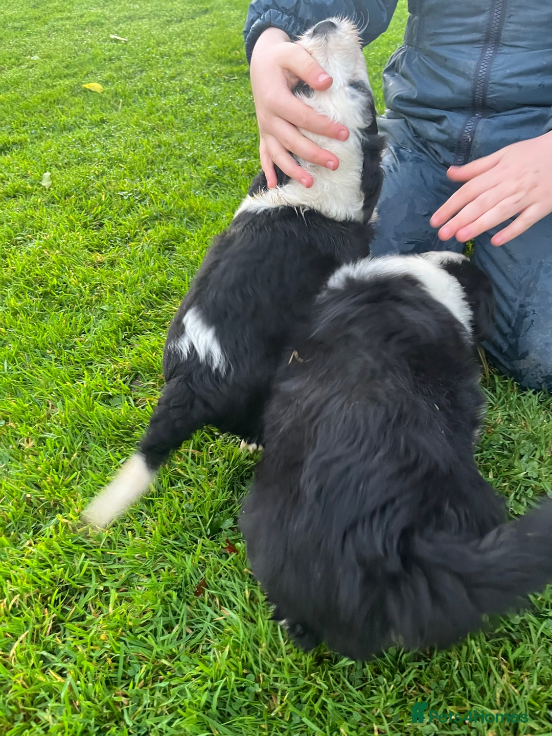 Bearded Collie dogs for sale: Six beautiful Beardie puppies for sale - Image 24