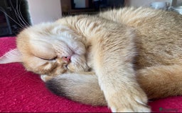 British Shorthair cats for sale: Adorable British Shorthair girl  - Image 4