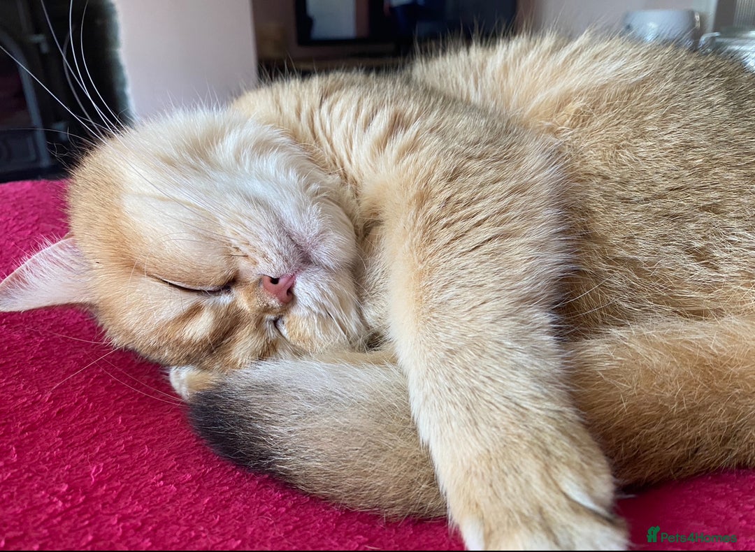 British Shorthair cats for sale: Adorable British Shorthair girl  - Image 4
