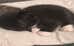 American Shorthair cats for sale: Beautiful kittens for sale - Image 9