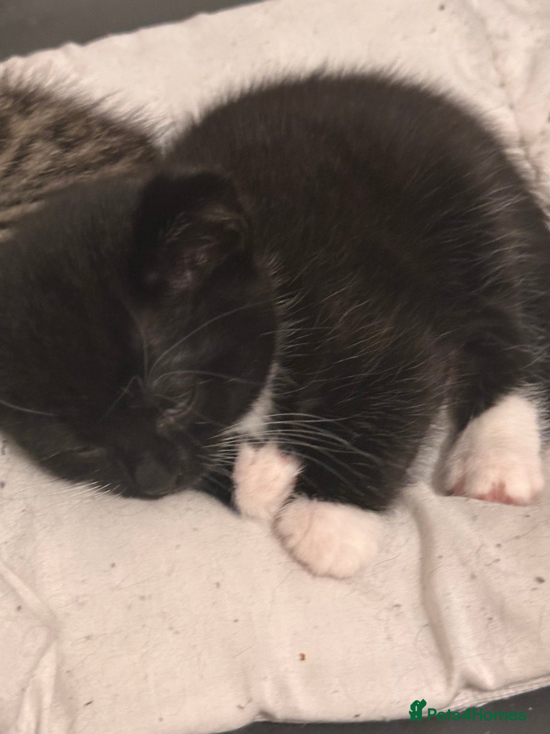 American Shorthair cats for sale: Beautiful kittens for sale - Image 9