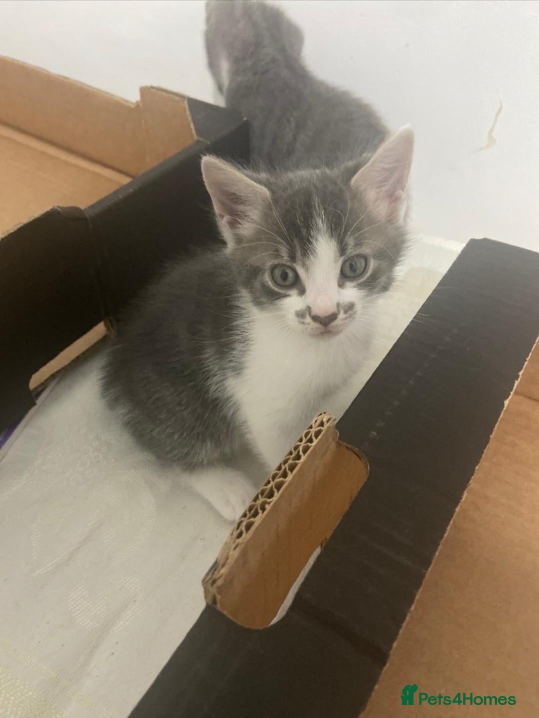 Mixed Breed cats Adorable factionate grey boy left needing a home - Advert 17