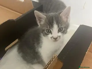 Mixed Breed cats Adorable factionate grey boy left needing a home - Advert 17