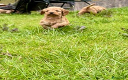 Cockapoo dogs for sale: Adorable Cockapoo puppies - Image 18