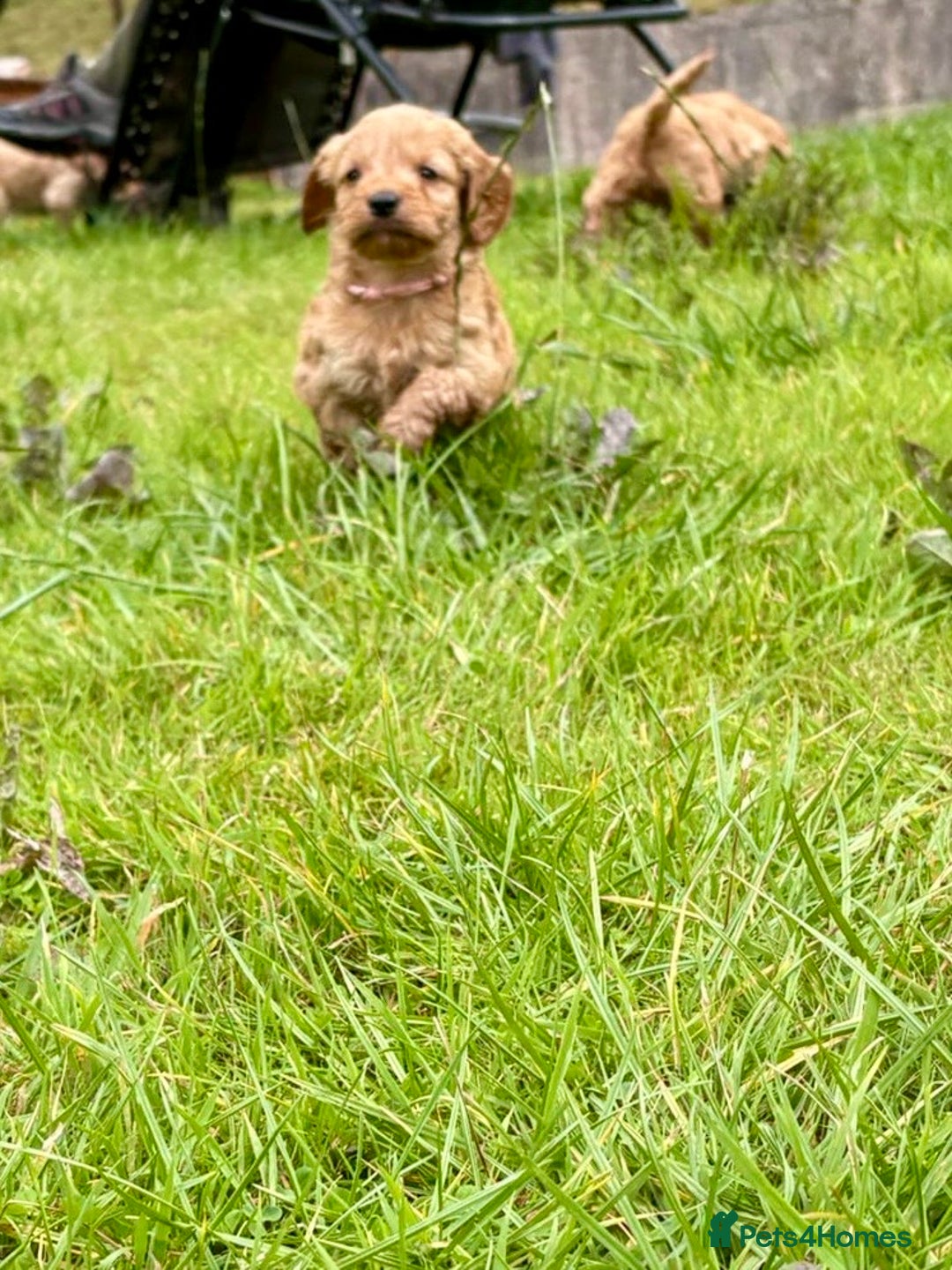 Cockapoo dogs for sale: Adorable Cockapoo puppies - Image 18