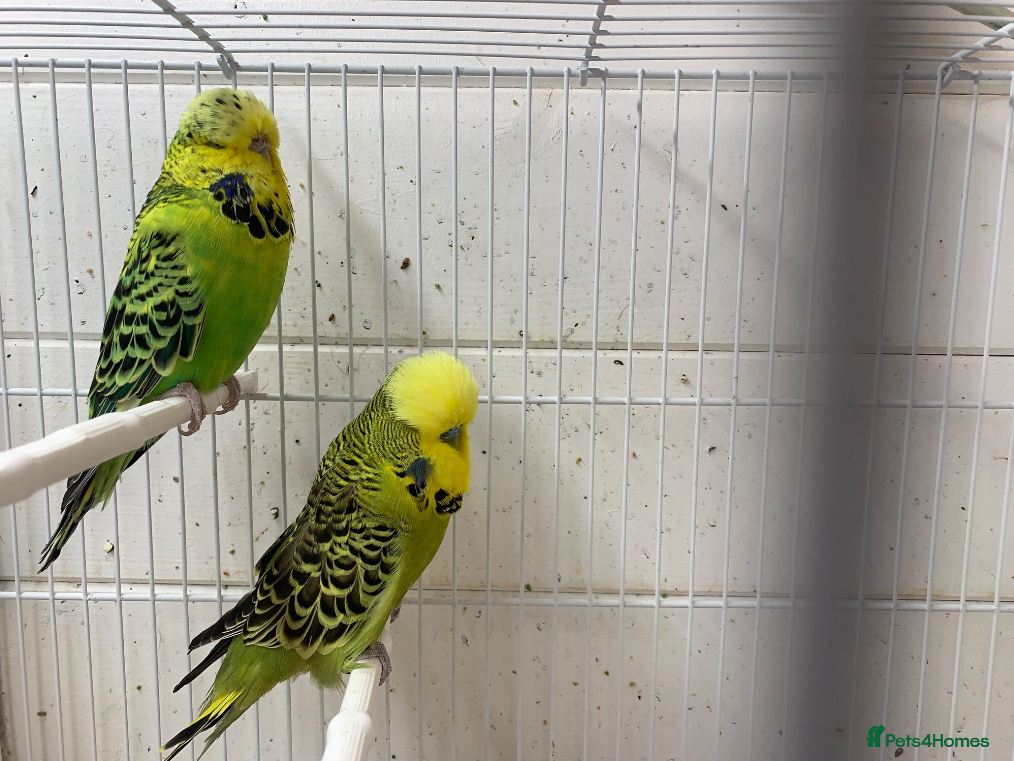 Budgerigars birds Baby budgies  - Advert 14