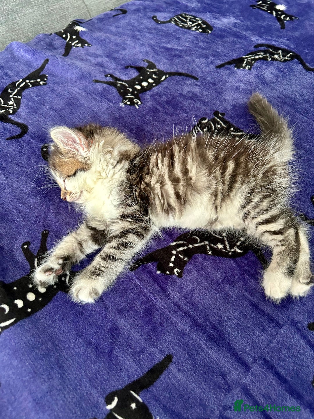 British Longhair cats for sale: Amazing fluffy kitten  - Image 3