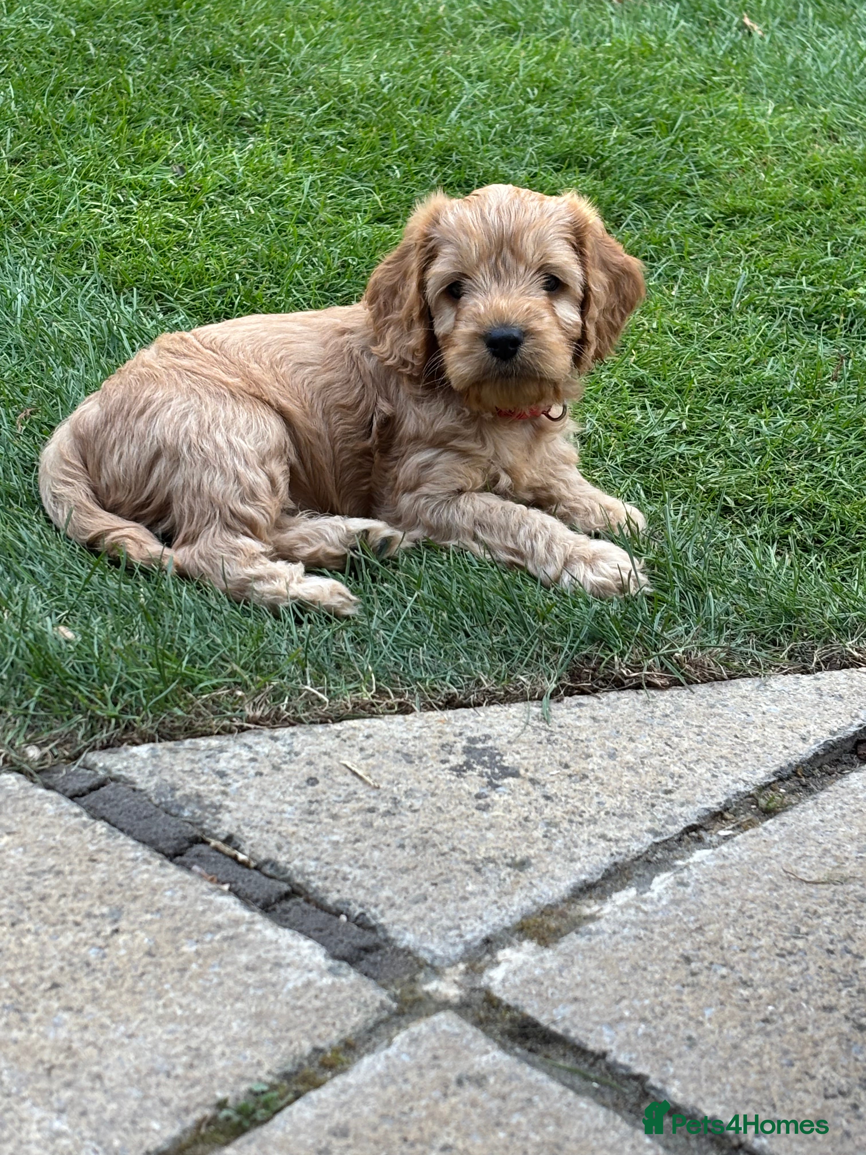 Cockapoo dogs ⭐ F1b cockapoo puppies - Advert 2