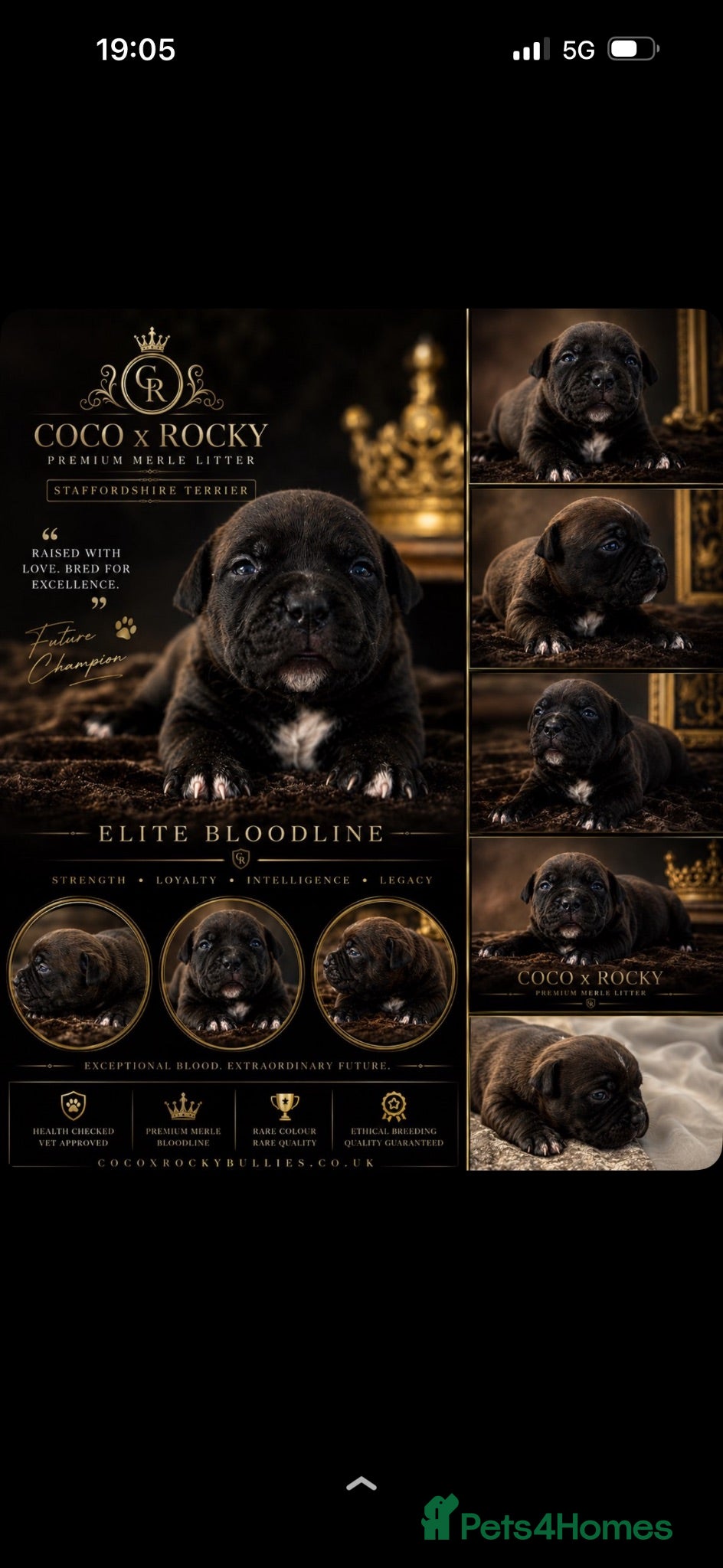 Staffordshire Bull Terrier dogs 3 beautiful Staffordshire bull terrier puppies - Advert 2