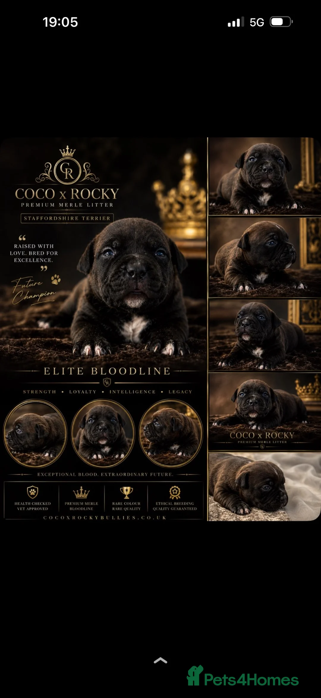 Staffordshire Bull Terrier dogs for sale: 3 beautiful Staffordshire bull terrier puppies - Advert 2