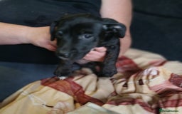 Mixed Breed dogs for sale: Staffyxjackrussell pups - Image 7