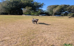 Staffordshire Bull Terrier dogs for sale: Blue staff for sale  - Image 33