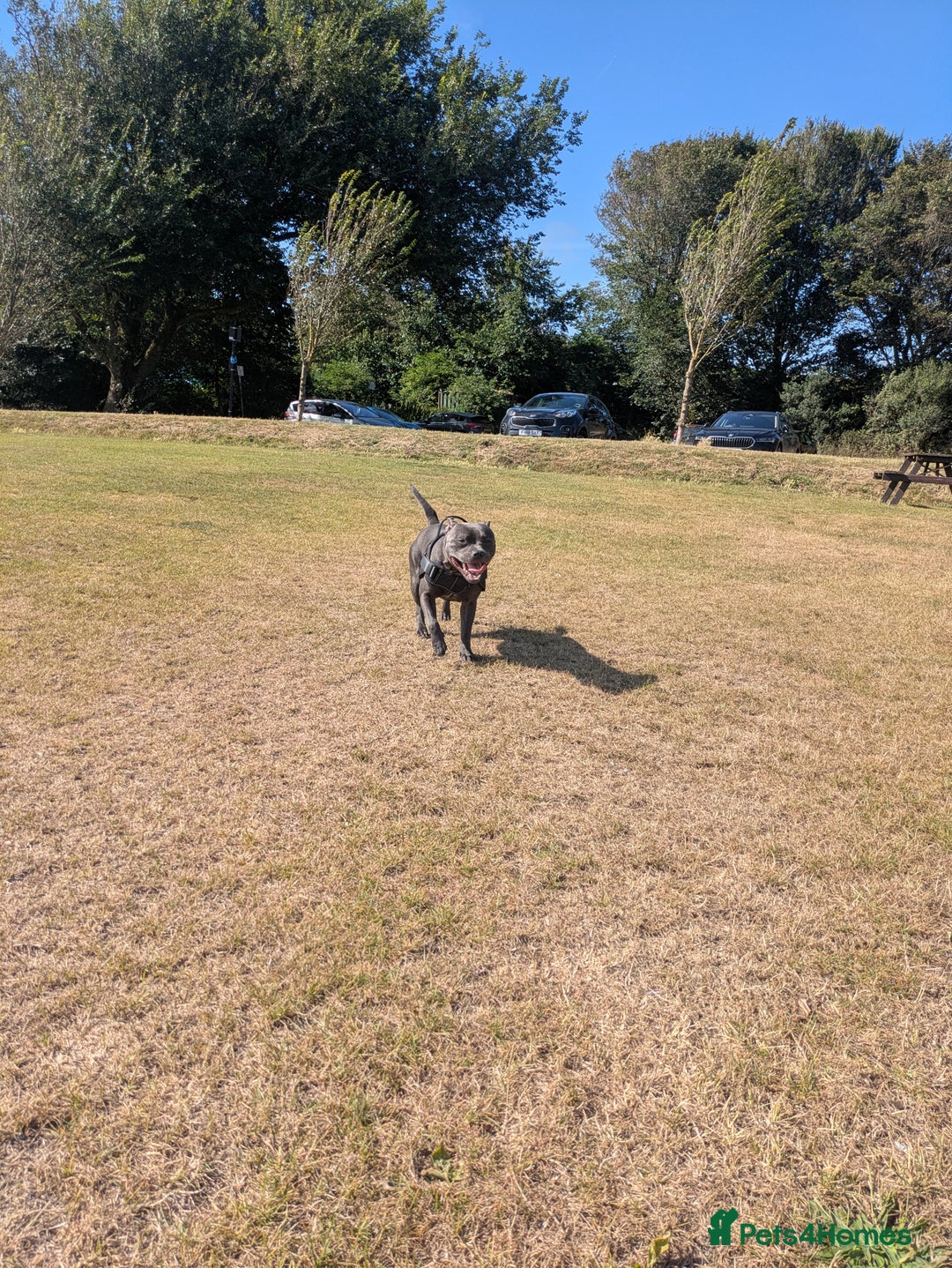 Staffordshire Bull Terrier dogs for sale: Blue staff for sale  - Image 33