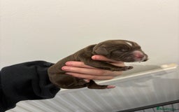 Cocker Spaniel dogs for sale: Cocker spaniel puppies - AVAILABLE 01/01/26  - Image 4