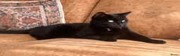 British Shorthair cats for sale: Super friendly cat - Advert 4