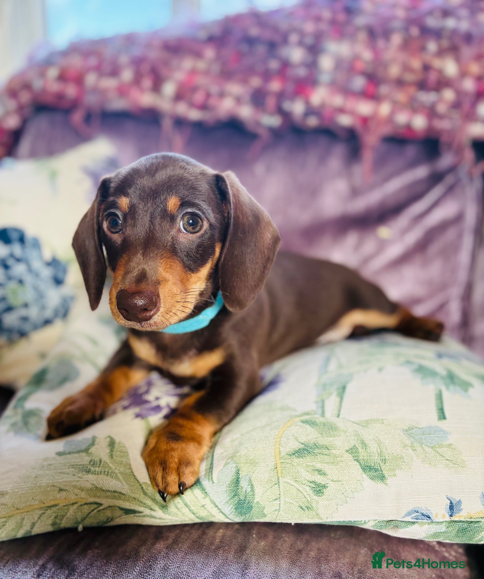 Miniature Dachshund dogs Stunning Miniature Dachshund  - Advert 3