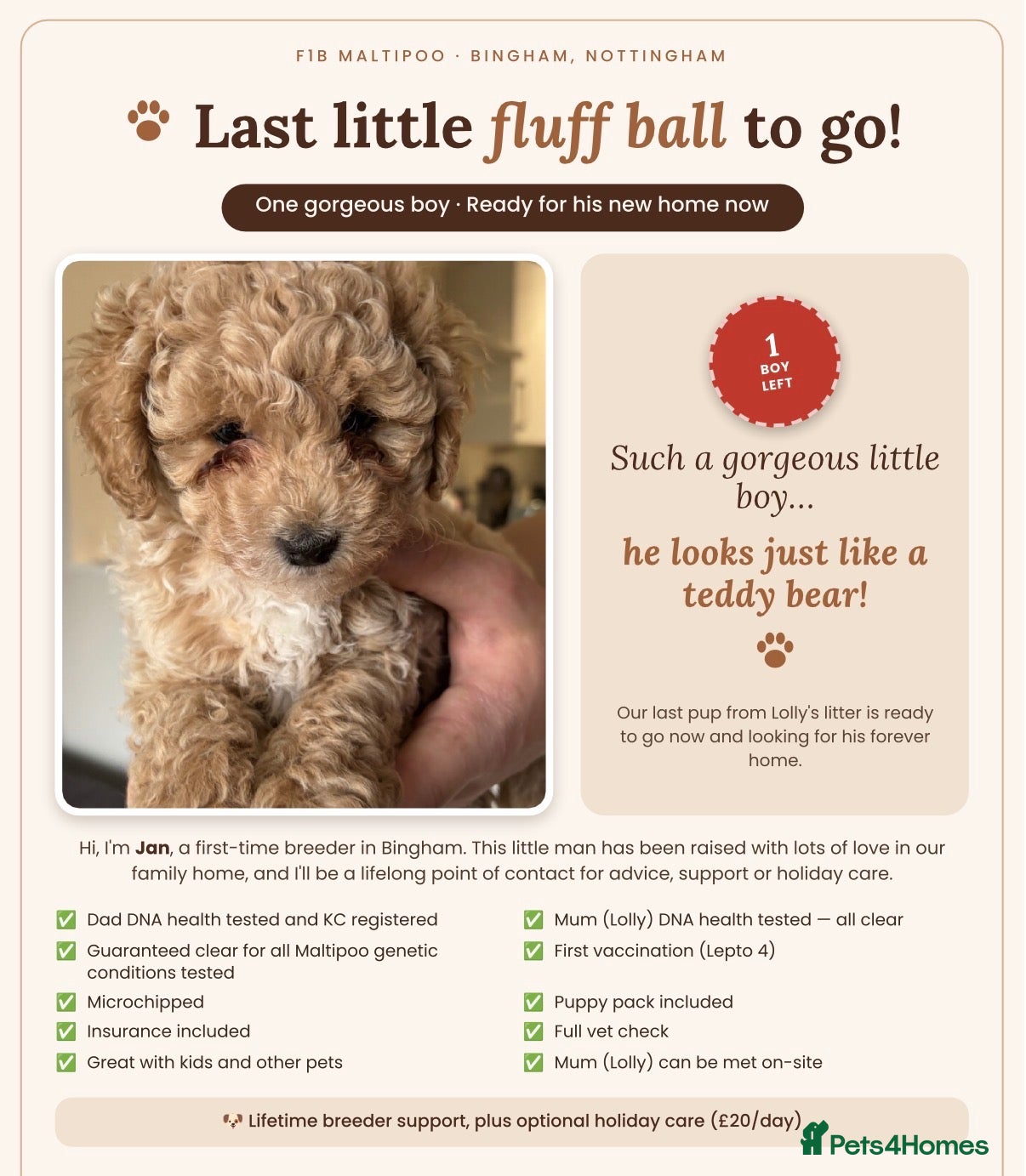 Maltipoo dogs 🐾 Absolutely Beautiful F1b Maltipoo Puppies  - Advert 18