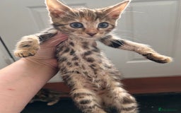 Bengal cats for sale: Beautiful bengal  - Image 16